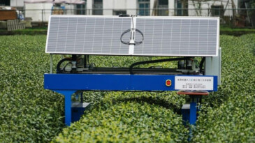 Güneş Enerjisiyle Çalışan Robot Çay Toplayıcı