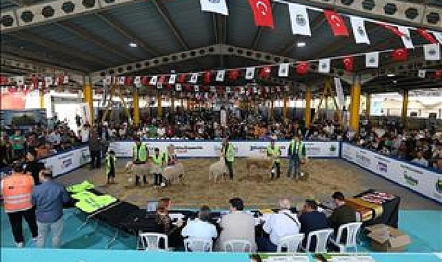 İnegöl’de Podyum Koç ve Süs Tavuklarının