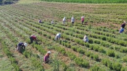 Tıbbi ve Aromatik Bitkilerin Hasadı Başladı