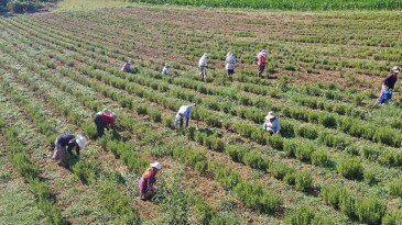 Tıbbi ve Aromatik Bitkilerin Hasadı Başladı