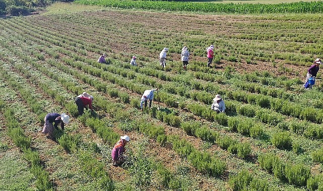 Tıbbi ve Aromatik Bitkilerin Hasadı Başladı