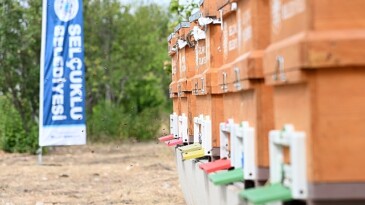 Arılı Kovan Takviyesi