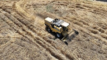 Mudanya belediyesi’nde topraktan halka, tarladan sofraya buğday unu