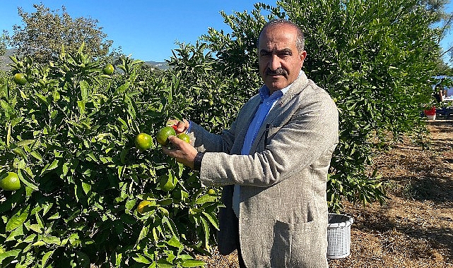 Satsuma mandalinanın ihracat seyahati 20 Ekim’de başlıyor