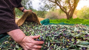 Türkiye’nin Sofralık Zeytin İhracatı 184 Milyon 510 Bin Dolar Oldu