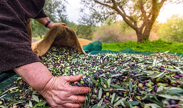 Türkiye’nin Sofralık Zeytin İhracatı 184 Milyon 510 Bin Dolar Oldu