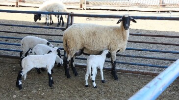 Aydın Büyükşehir Belediyesi’nin Sakız Koyunu Çiftliği’nde doğumlar devam ediyor