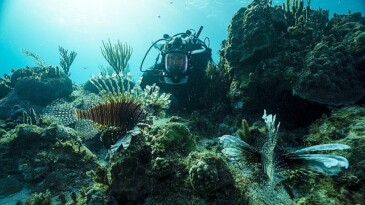 BBC Earth Denizaltı ve Yeryüzündeki Mükemmel Görünümleri Meskenlere Getiriyor