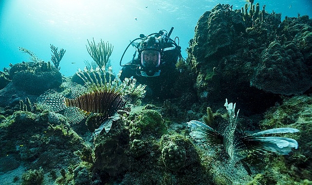 BBC Earth Denizaltı ve Yeryüzündeki Mükemmel Görünümleri Meskenlere Getiriyor