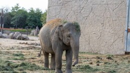 Doğal Ömür Parkı’nın fili Deniz Gaziantep’e gidiyor