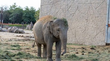 Doğal Ömür Parkı’nın fili Deniz Gaziantep’e gidiyor