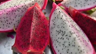 Egzotik dünyanın lezzeti : Ejder meyvesi Mustafakemalpaşa’da