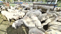 Mahallî üreticiye ve kırsala takviye sürüyor