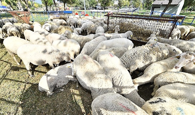 Mahallî üreticiye ve kırsala takviye sürüyor