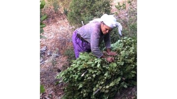 Tarım Güçbirliği Kooperatifi 5 Ton Defne Yaprağı Sattı