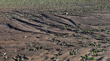 TEMA Vakfı: Toprağı korumak hepimizin misyonu, Türkiye Çöl Olmasın!