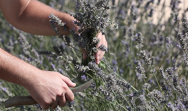 Tıbbi ve aromatik bitkilerin değeri ele alındı