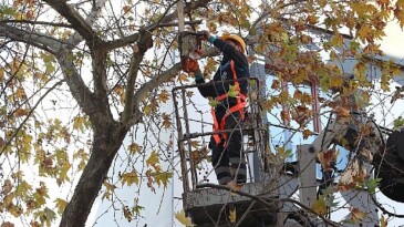 Bağcılar’da budanan kollar geri dönüşüme kazandırılıyor