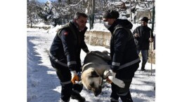 Başıboş köpekler mercek altında