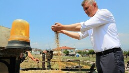 Gölcük belediyesi toplumsal hizmet tarlasında bu sefer yem bitkisi yetişecek