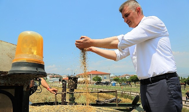 Gölcük belediyesi toplumsal hizmet tarlasında bu sefer yem bitkisi yetişecek