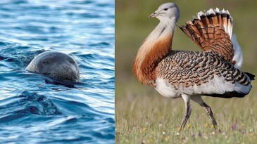 Akdeniz Foku ve Toy Korunmalı!