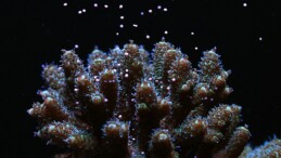 Canon araştırmacılar işbirliği yaparak dünyanın her yerindeki Mercan resiflerinin korunmasına takviye oluyor