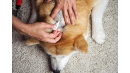Evcil dostların deri ve tüy sıhhatini güçlü birleşenli desteklerle güçlendirmek mümkün