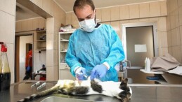 Gaziemir’de 27 bin 631 hayvana veteriner sıhhat hizmeti