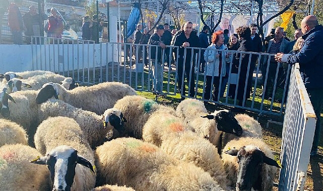 Küçükbaş dayanakları 5 yılda 10 bini aştı