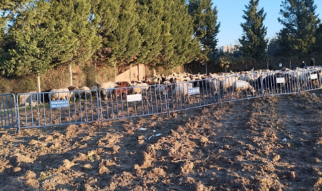 Tarım topraklarına ziyan veren koyunlara zabıta müdahale etti