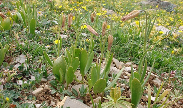 Anamur’da yeni bir aksi lale tipi keşfedildi