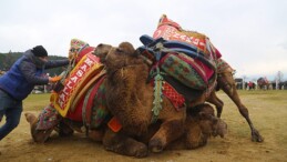Bölgenin en büyük deve güreşi şenliği 4 Şubat’ta Torbalı’da