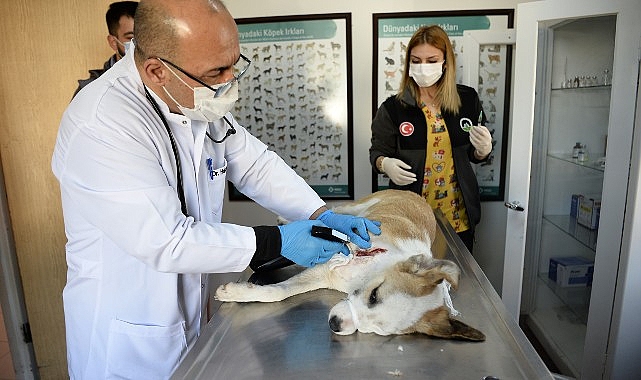 Boynunu jiletli telin kestiği köpek sıhhatine kavuştu