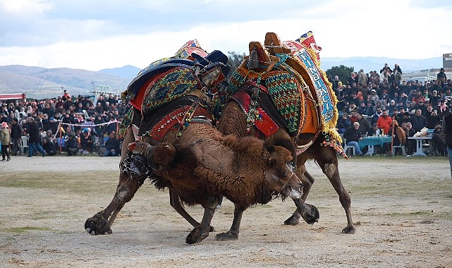 Burhaniyeliler Deve Güreşi heyecanını doyasıya yaşadı