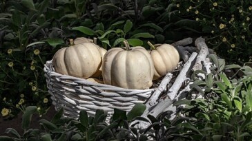 Hatay Beyaz Balkabağı, Metro Türkiye dayanağıyla Coğrafik İşaret Tesciline Kavuştu