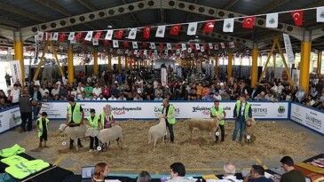 İnegöl Küçükbaş Hayvancılık Şenliğinin Tarihleri Aşikâr Oldu