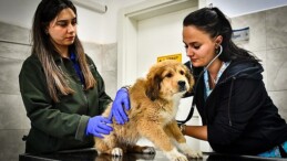 İzmir Büyükşehir Belediyesi Seyrek Sahipsiz Hayvan Hastanesi can dostlara hayat veriyor