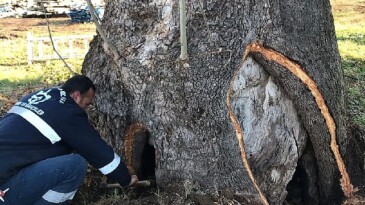 Kocaeli Büyükşehir’den 100 yıllık çınara tedavi