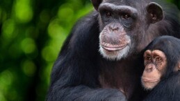 ‘Şempanzelerin Dünyası’ 7 Şubat Çarşamba 20.00’de National Geographic WILD Ekranlarında başlıyor