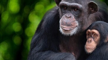 ‘Şempanzelerin Dünyası’ 7 Şubat Çarşamba 20.00’de National Geographic WILD Ekranlarında başlıyor