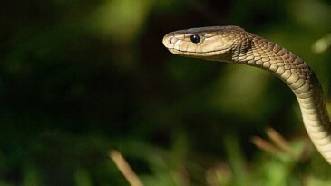 ‘Efsane Yılanlar Özel’ 2 Mart Cumartesi 20.00’de National Geographic WILD Ekranlarında Başlıyor