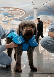 İGA İstanbul Havalimanı Terapi Köpekleri Uçuş Gerilimini Azaltmak İçin Misyona Hazır!