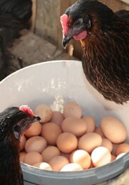 Büyükşehir’den % 50 hibeli yumurta tavuğu dayanağı