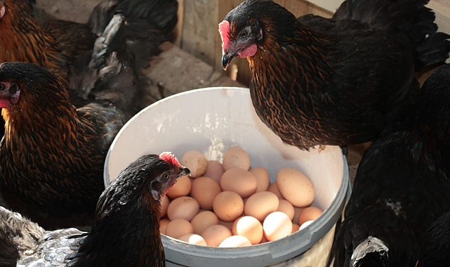 Büyükşehir’den % 50 hibeli yumurta tavuğu dayanağı