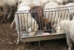 Hayvancılara Çoban Haritası takviyesi