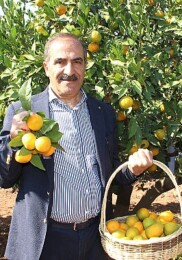 Narenciye kesimi KKTC’de görülen yeşillenme hastalığının Türkiye’ye sıçramaması için topyekûn çaba istiyor