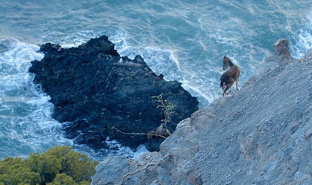 Akdeniz Bölgesini Muazzam Bir Keşfe Çıkaracak ‘Vahşi Akdeniz’ 5 Pazar Günü 20.00’de National Geographic WILD Ekranlarında!