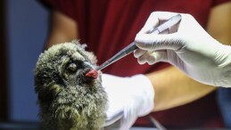 Antalya Doğal Ömür Parkı yaralı yaban hayvanlarına şifa oluyor