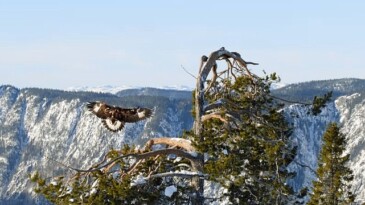 ‘Avrupa’nın Yırtıcı Tabiatı Özel’ 19 Mayıs ve 26 Mayıs Pazar 20.00’de National Geographic WILD Ekranlarında!